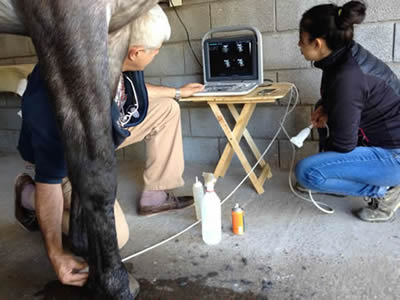 Medicina Equino
